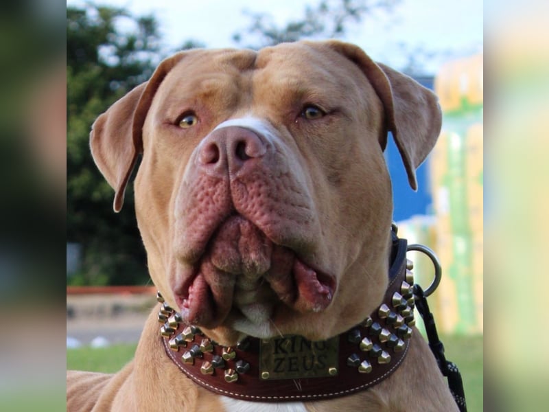 American Bully XXL Rüde sucht ein liebevolles Zuhause