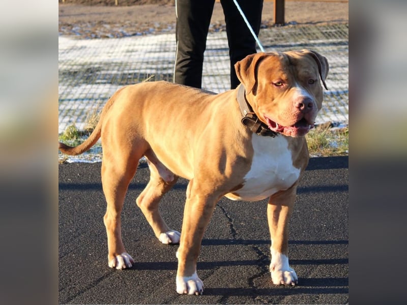 American Bully XXL Rüde sucht ein liebevolles Zuhause