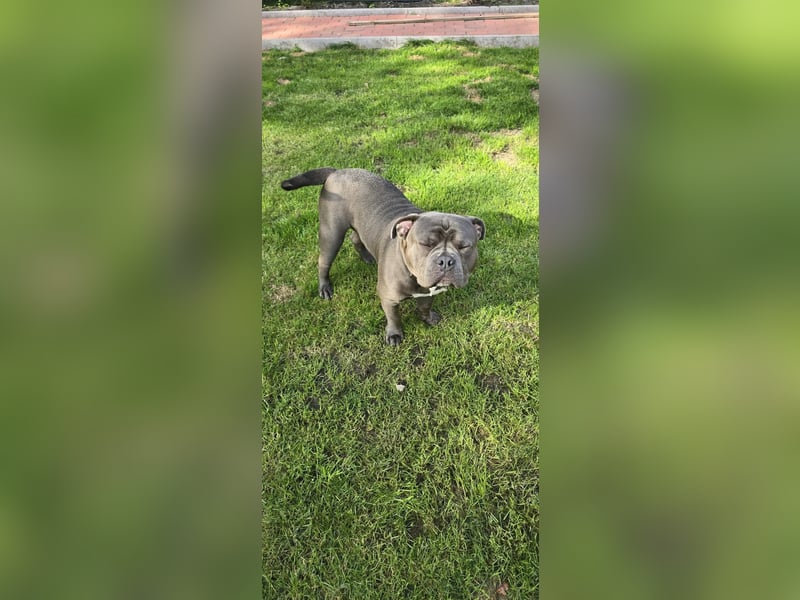 American Bully
