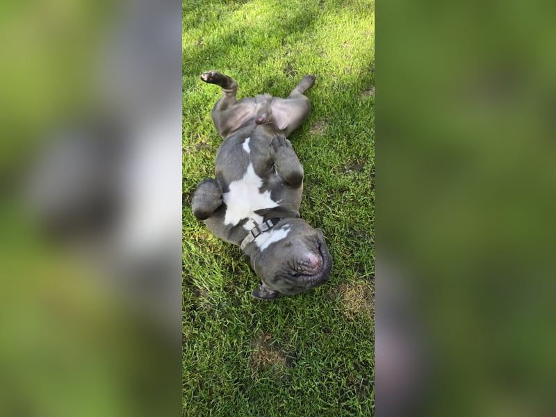 American Bully