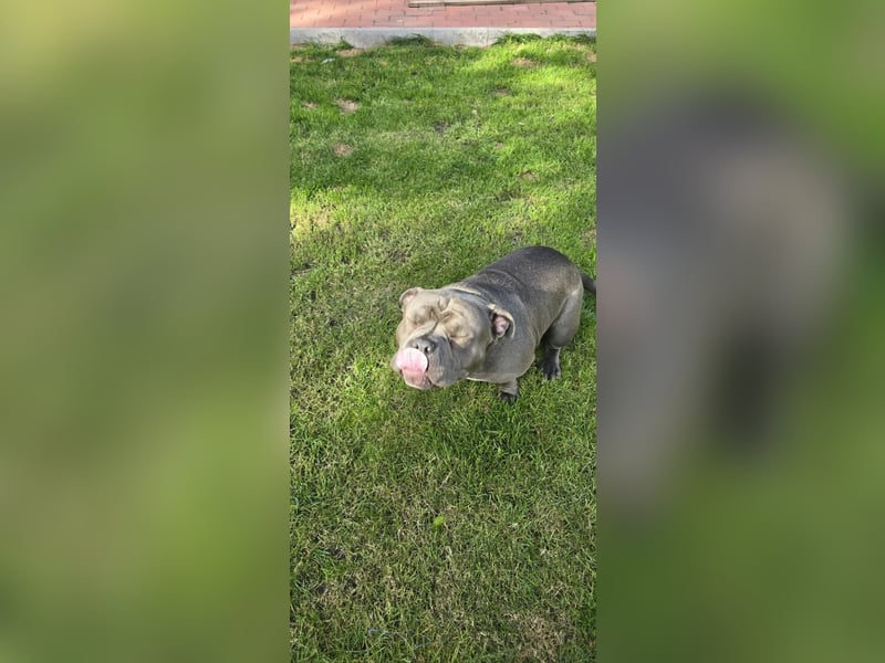 American Bully