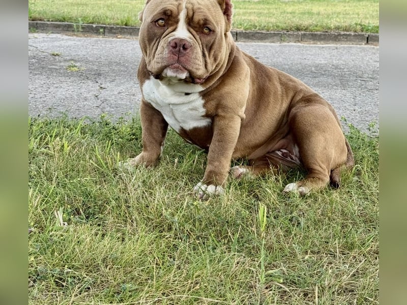 ❤️ Unsere Erna sucht ihr Für-immer-Zuhause – American Bully Pocket, 2 Jahre ❤️