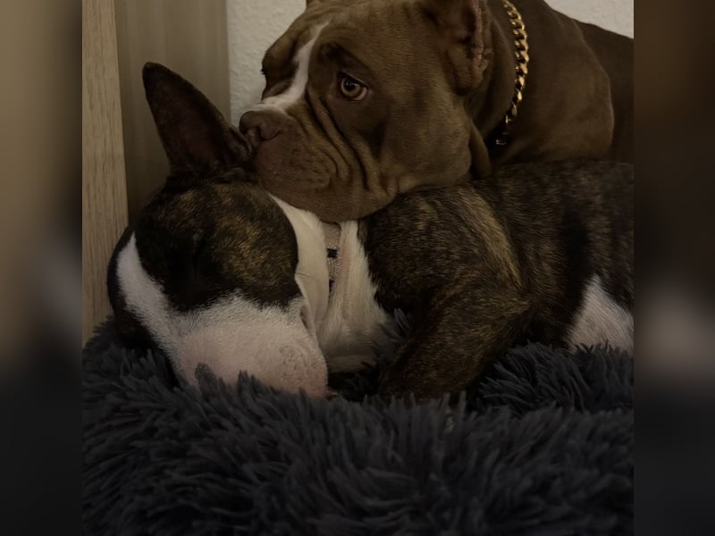 ❤️ Unsere Erna sucht ihr Für-immer-Zuhause – American Bully Pocket, 2 Jahre ❤️