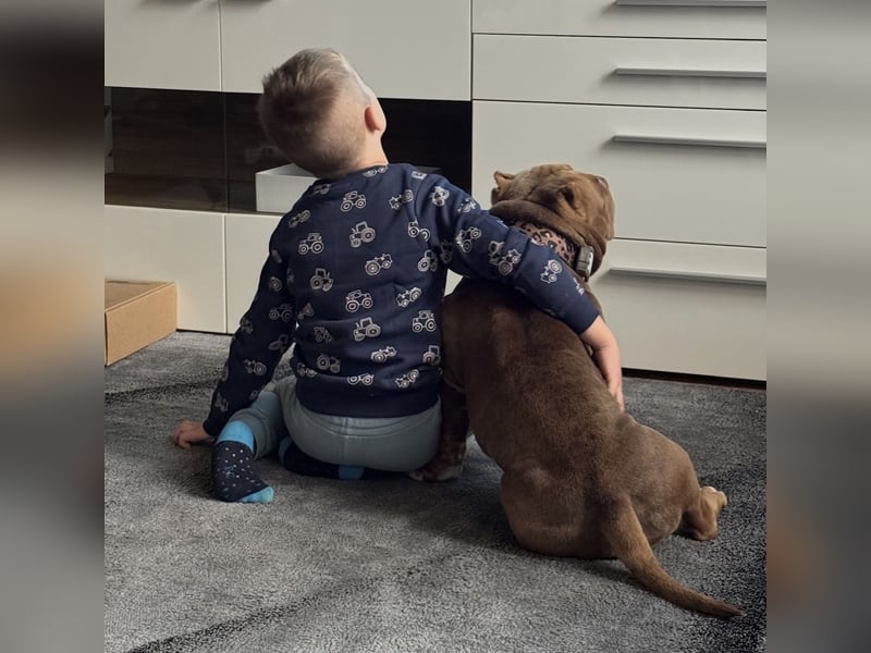❤️ Unsere Erna sucht ihr Für-immer-Zuhause – American Bully Pocket, 2 Jahre ❤️