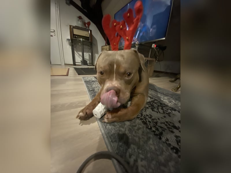 Lieber American Bully in liebevolle Hände abzugeben
