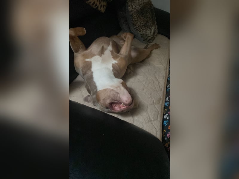 Lieber American Bully in liebevolle Hände abzugeben