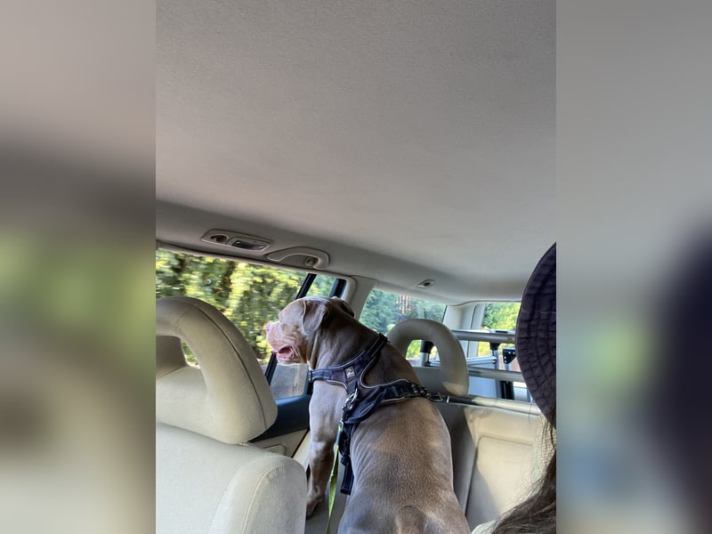 Lieber American Bully in liebevolle Hände abzugeben
