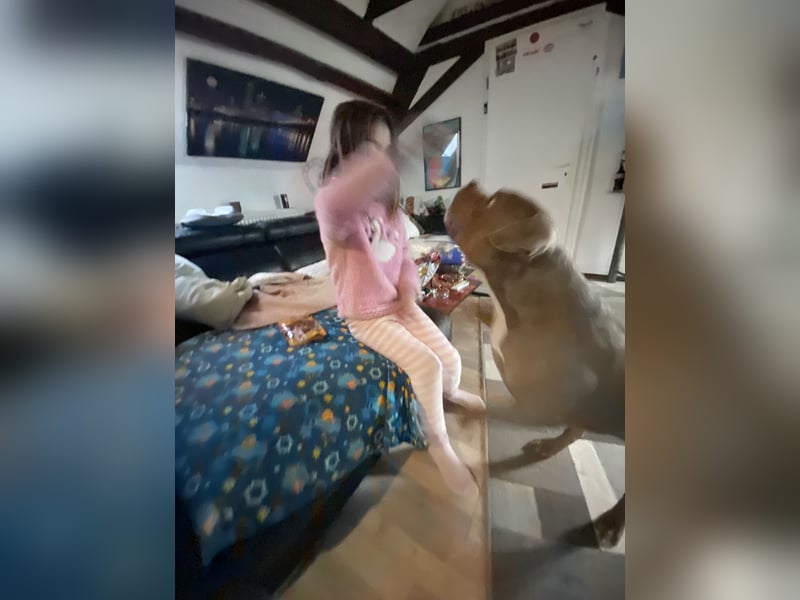Lieber American Bully in liebevolle Hände abzugeben