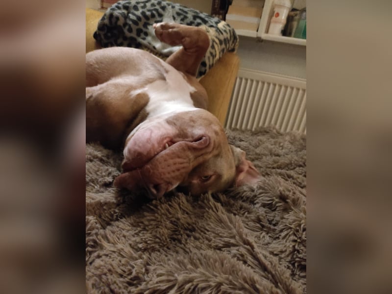 Lieber American Bully in liebevolle Hände abzugeben