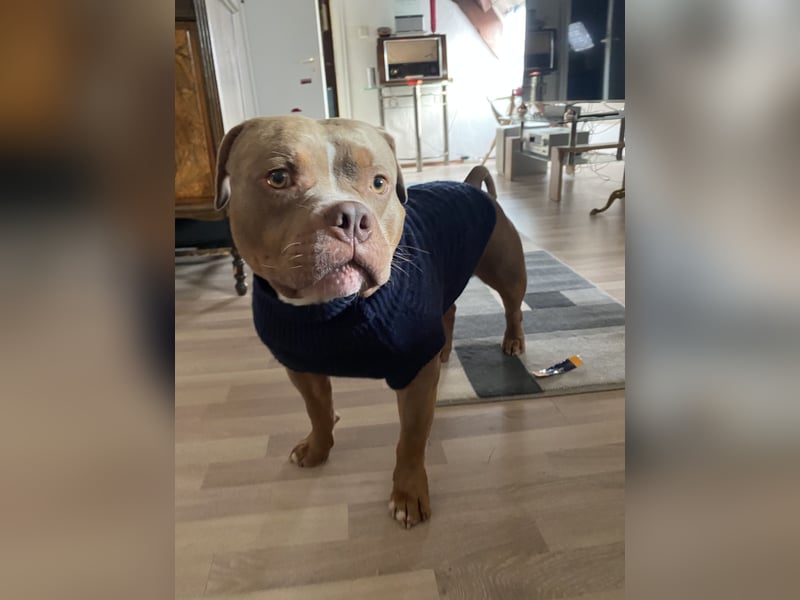 Lieber American Bully in liebevolle Hände abzugeben