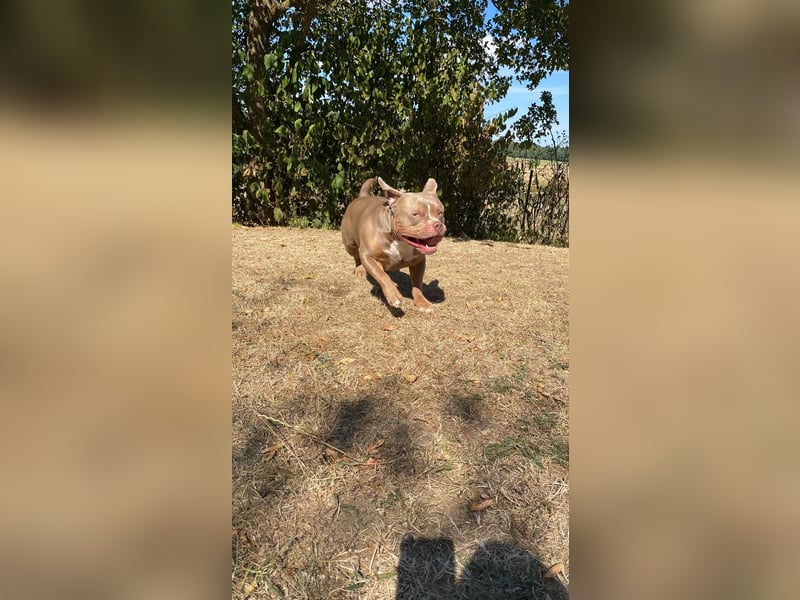 Lieber American Bully in liebevolle Hände abzugeben