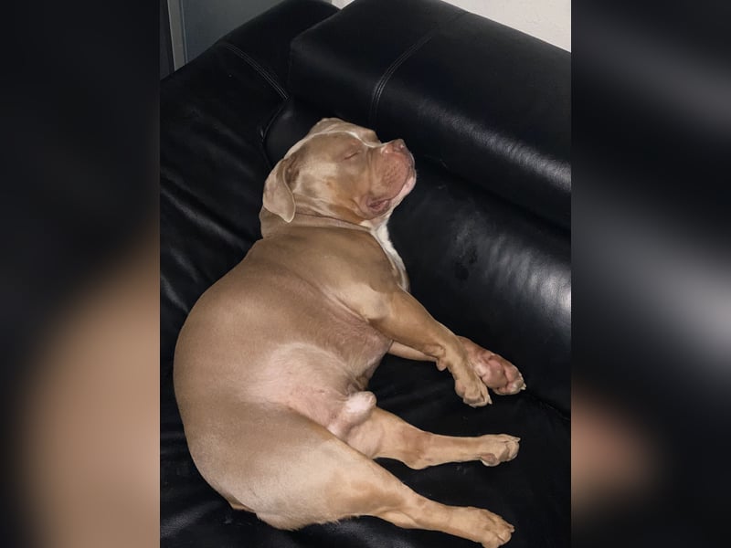 Lieber American Bully in liebevolle Hände abzugeben