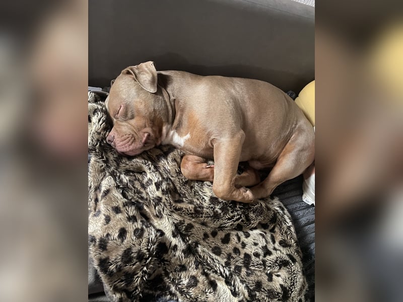 Lieber American Bully in liebevolle Hände abzugeben