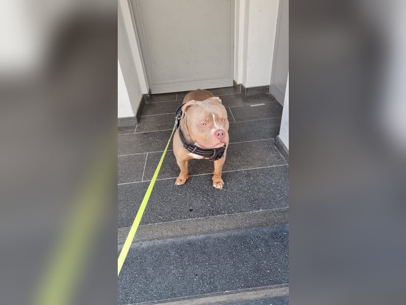 Lieber American Bully in liebevolle Hände abzugeben