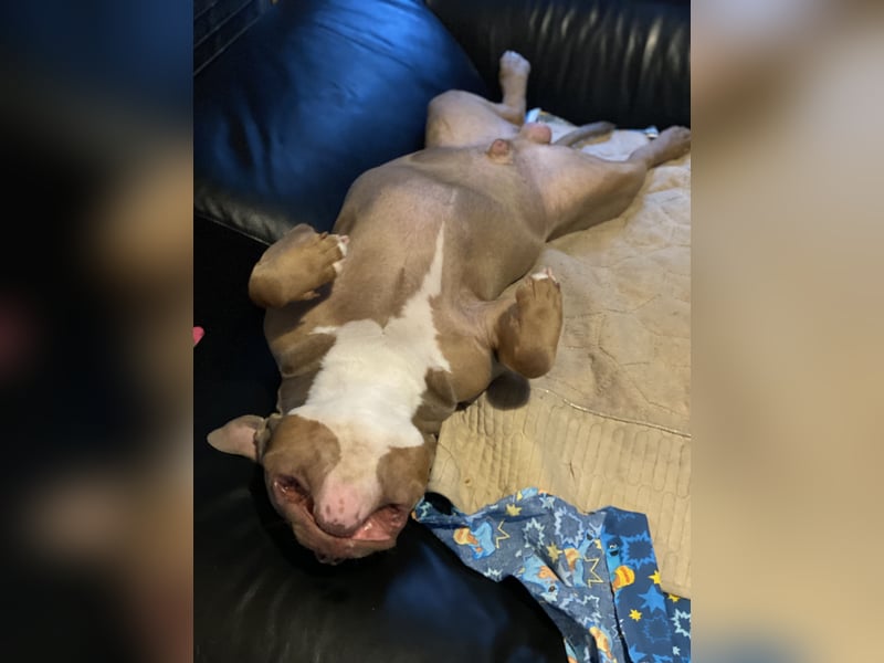Lieber American Bully in liebevolle Hände abzugeben