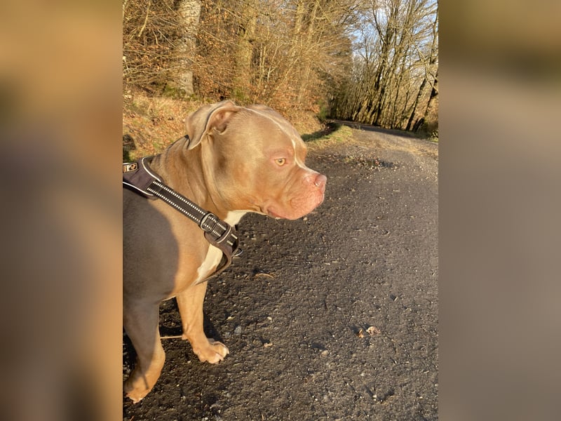 Lieber American Bully in liebevolle Hände abzugeben