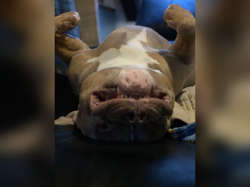 Lieber American Bully in liebevolle Hände abzugeben