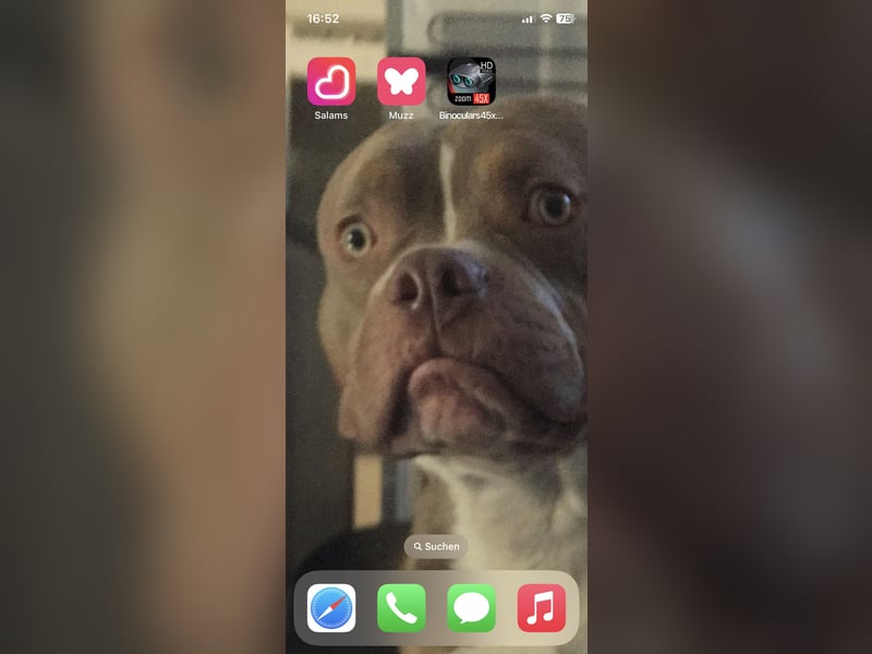 Lieber American Bully in liebevolle Hände abzugeben