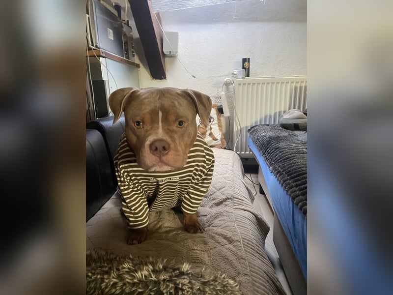 Lieber American Bully in liebevolle Hände abzugeben