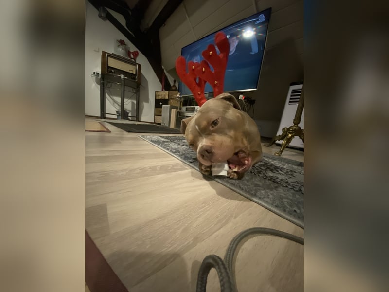 Lieber American Bully in liebevolle Hände abzugeben
