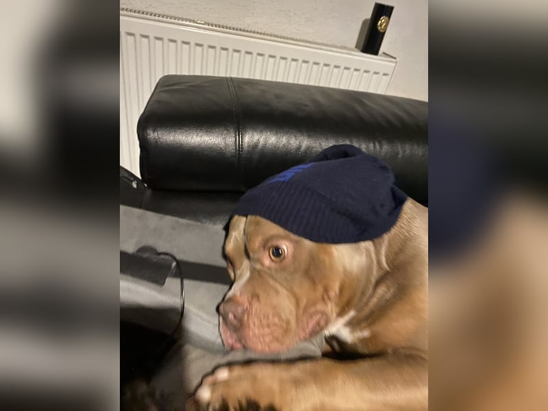 Lieber American Bully in liebevolle Hände abzugeben