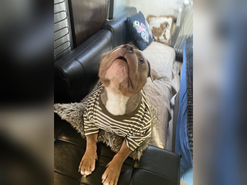 Lieber American Bully in liebevolle Hände abzugeben
