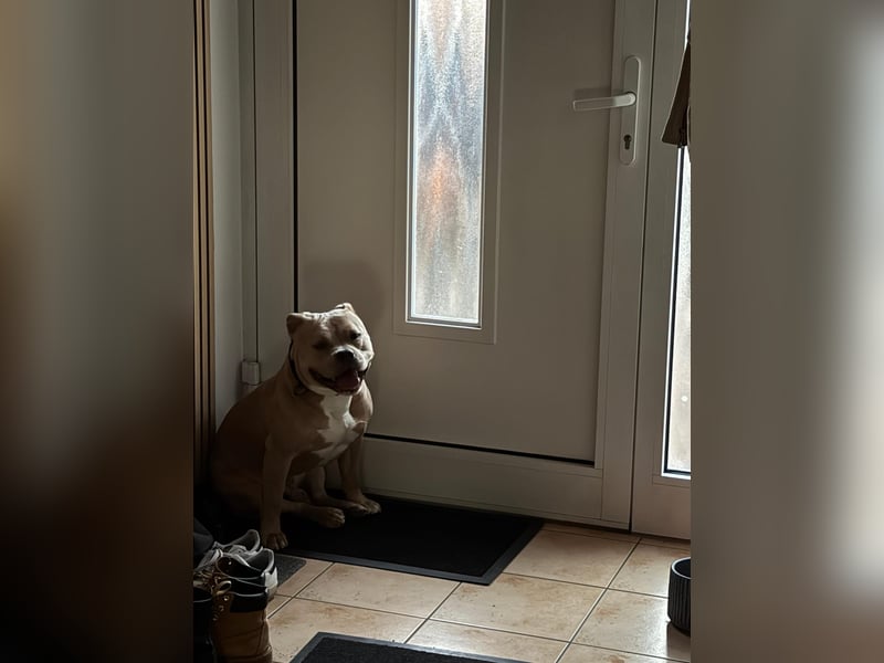 Pocket Bulli sucht …