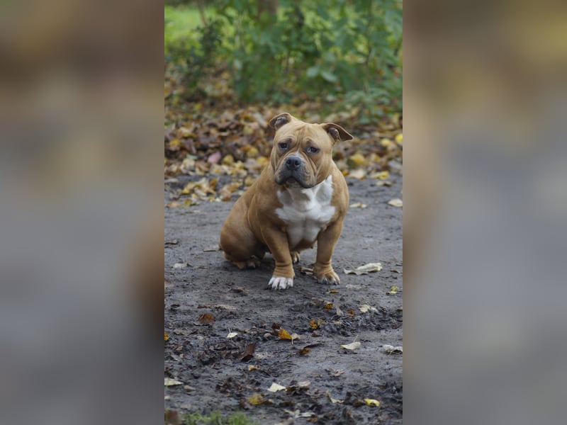 American bully Hündin 