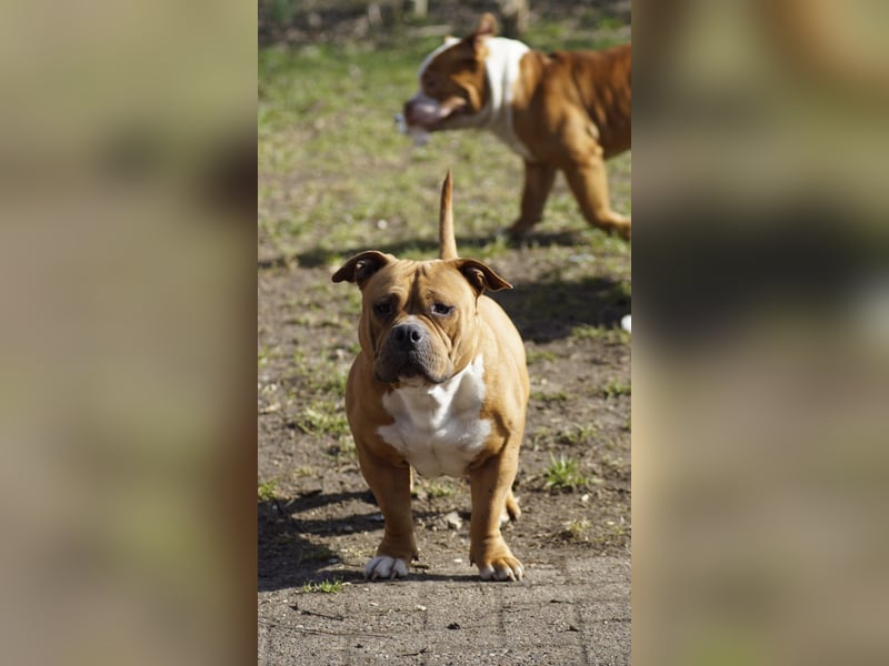 American bully Hündin 
