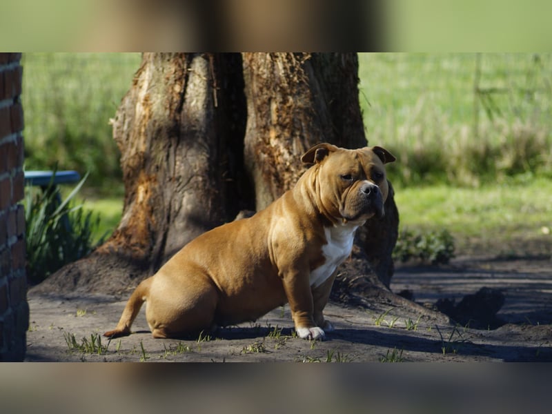 American bully Hündin 