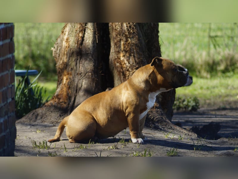 American bully Hündin 