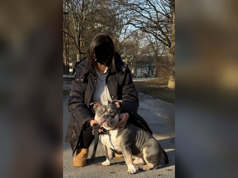 American Bully Pocket