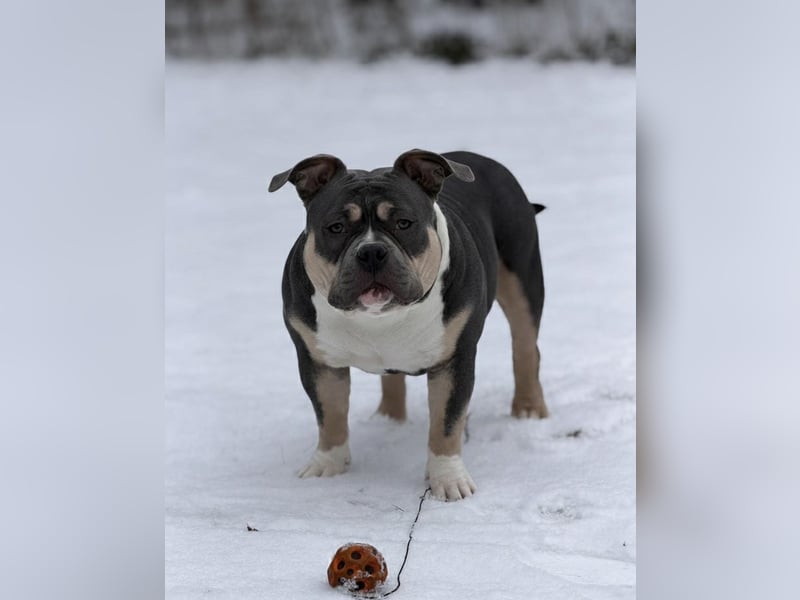American Bully Pocket
