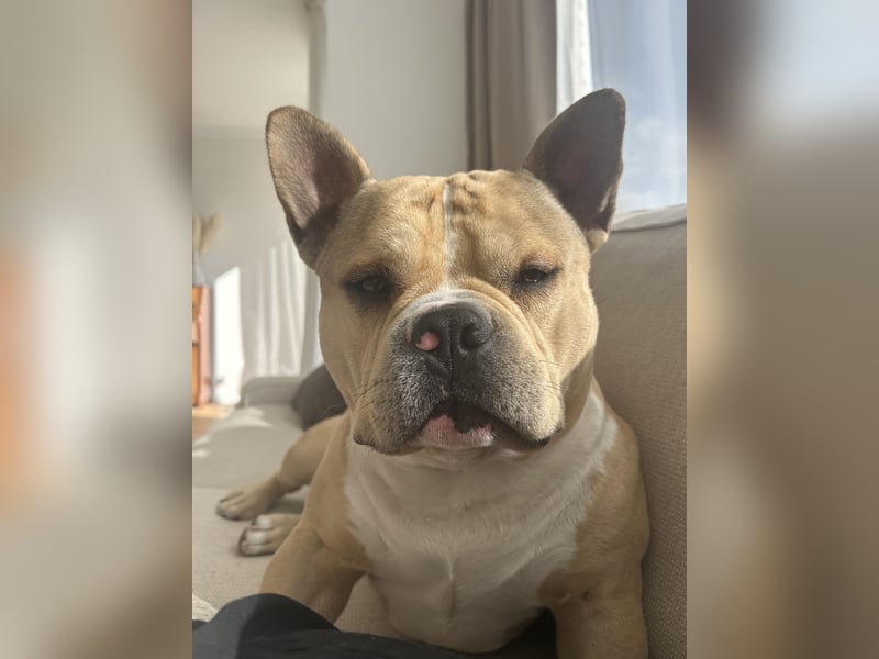 American Bully Pocket