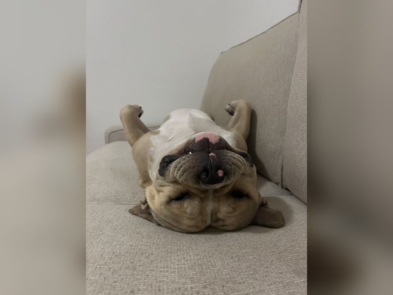 American Bully Pocket