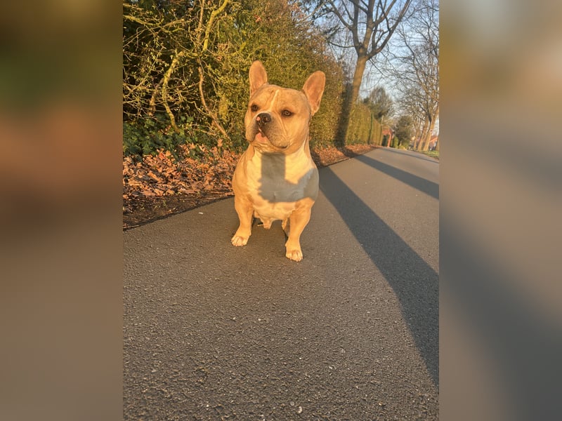 American Bully Pocket