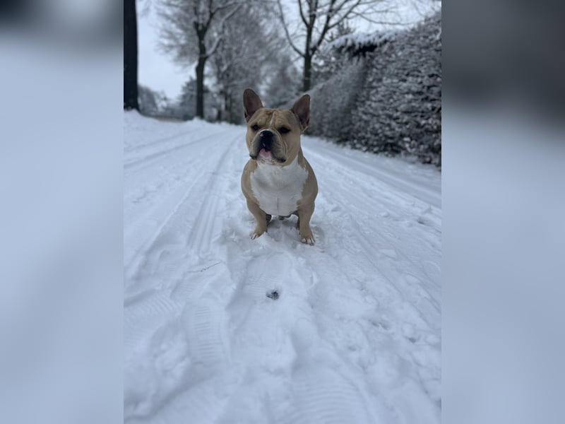 American Bully Pocket