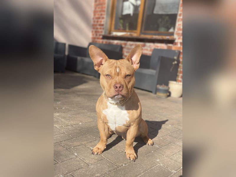 American pocket Bully 1,5 Jahre