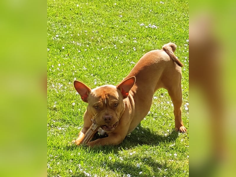 American pocket Bully 1,5 Jahre