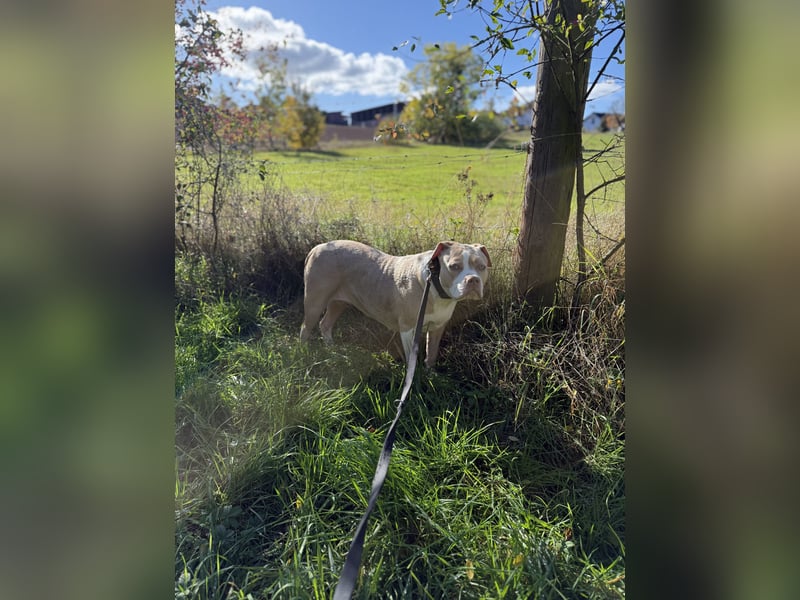 American Bully XL Hündin