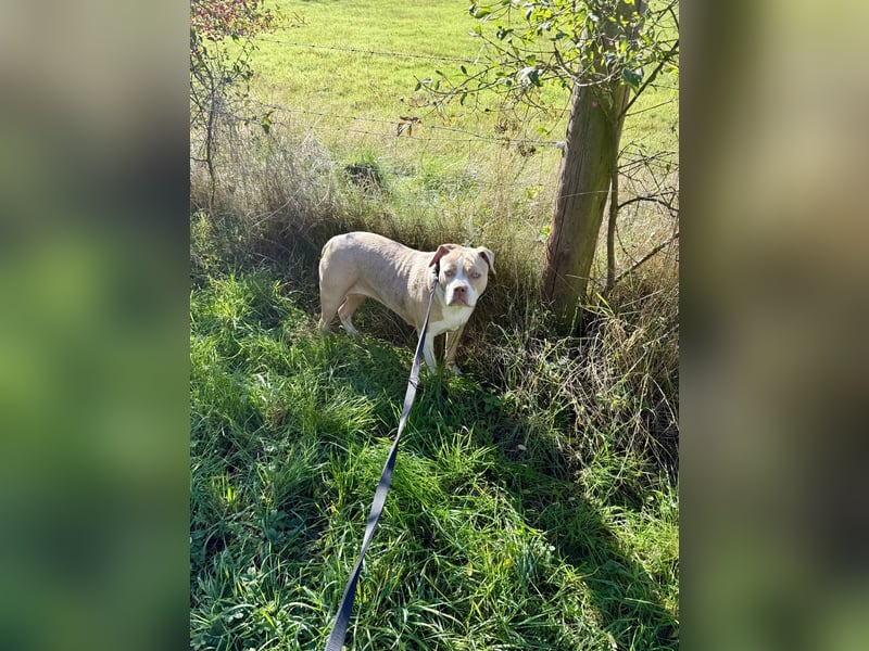 American Bully XL Hündin