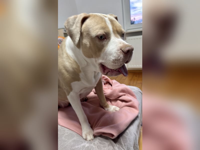 American Bully XL Hündin