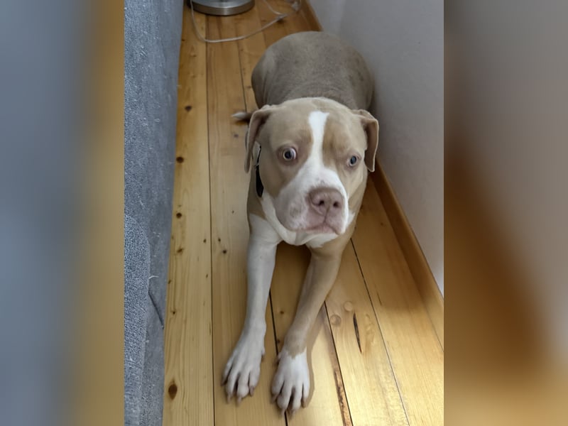American Bully XL Hündin
