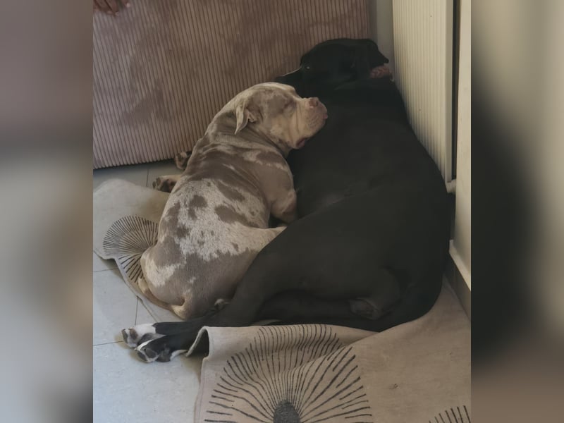 American Bully Merle