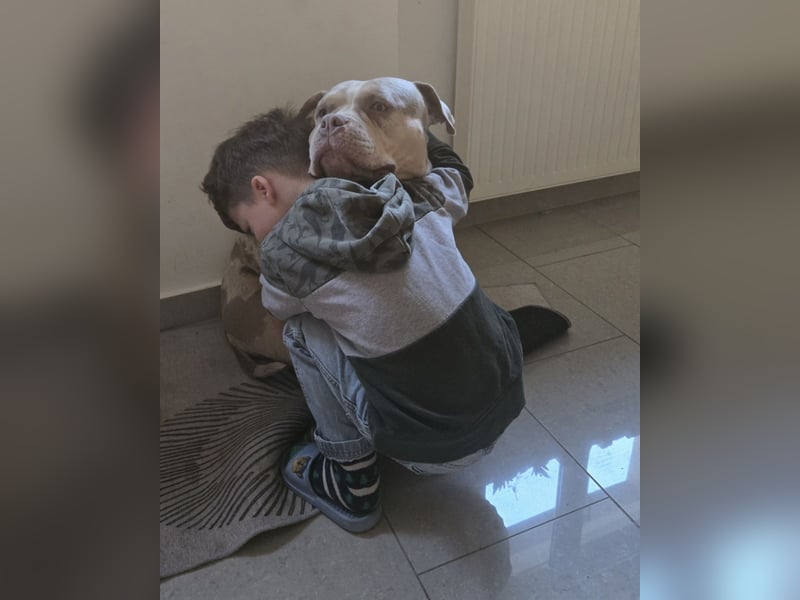 American Bully Merle