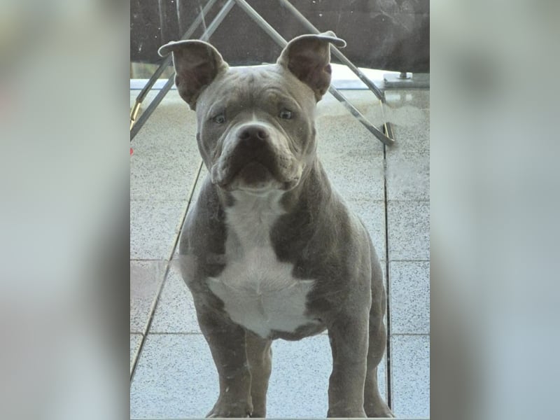 Bruno sucht ein neues Zuhause