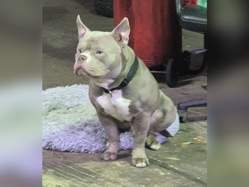 Bruno sucht ein neues Zuhause