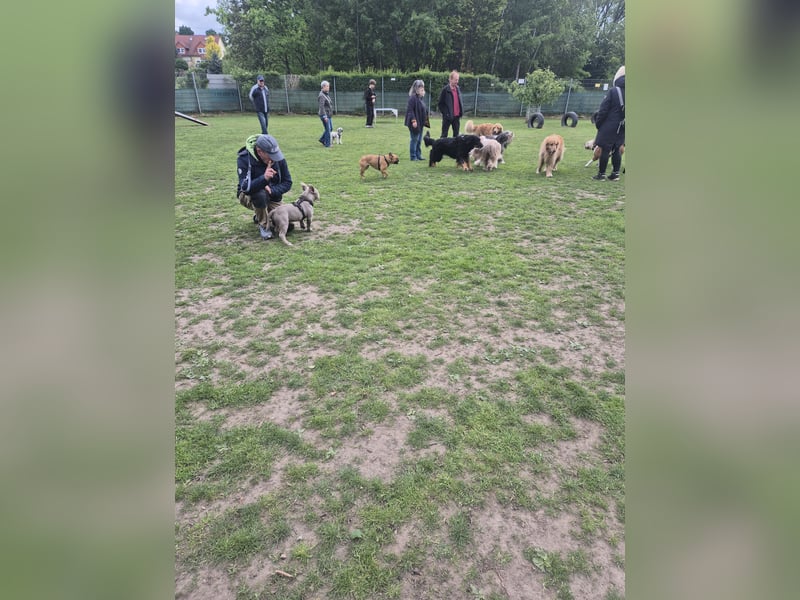 Bruno sucht ein neues Zuhause