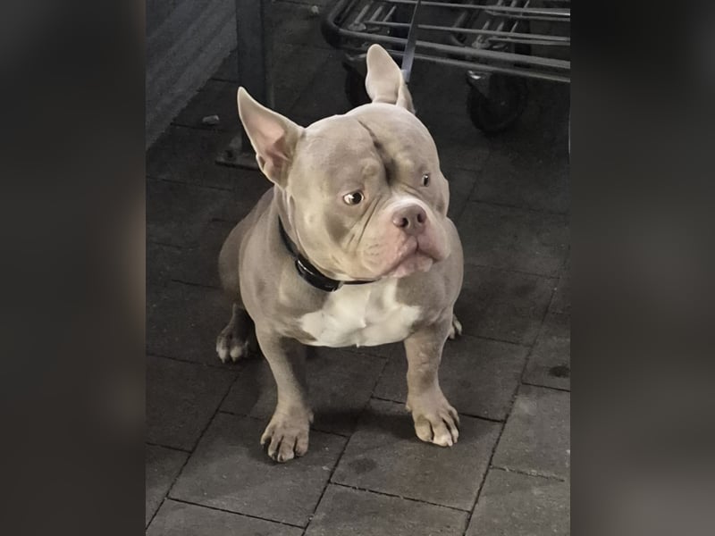 Bruno sucht ein neues Zuhause