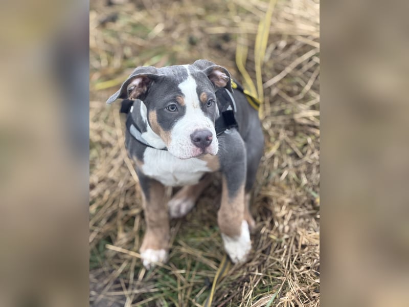 American Bully sucht ein neues Zuhause